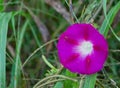 Common Morning Glory Ã¢â¬â Ipomoea purpurea